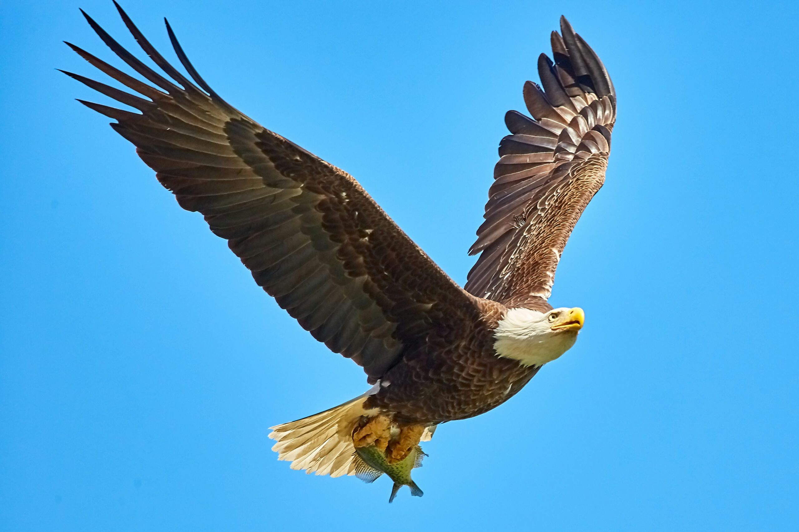 eagle image as a symbol of unleashing full potential